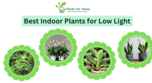 Best Indoor Plants for Low Light