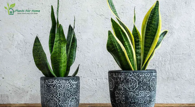 Best Indoor Plants for Low Light