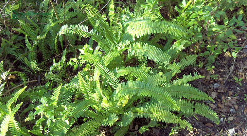 Boston Fern (Nephrolepis exaltata)