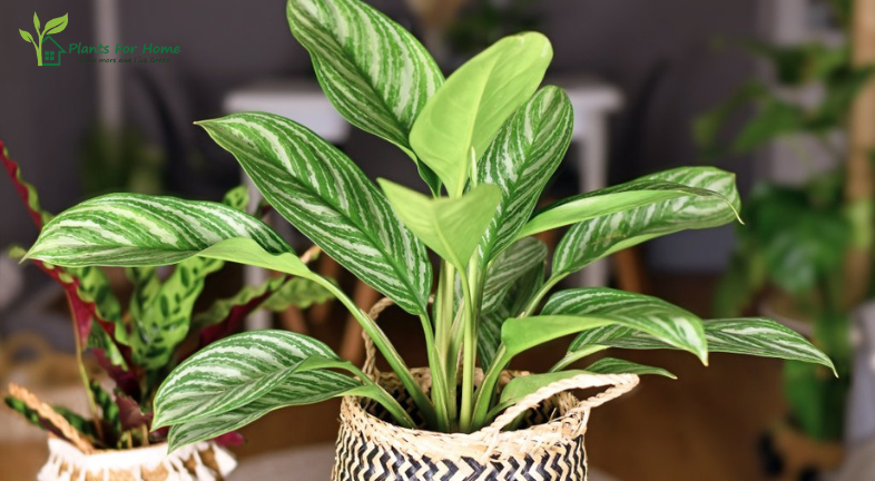 Chinese Evergreen (Aglaonema)