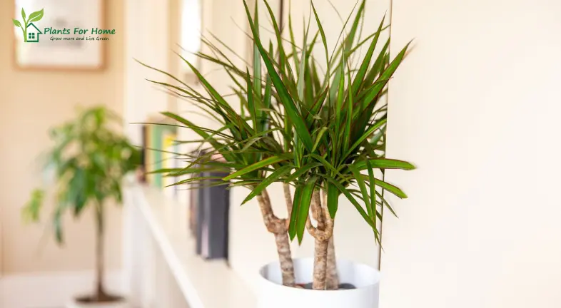 Dracaena