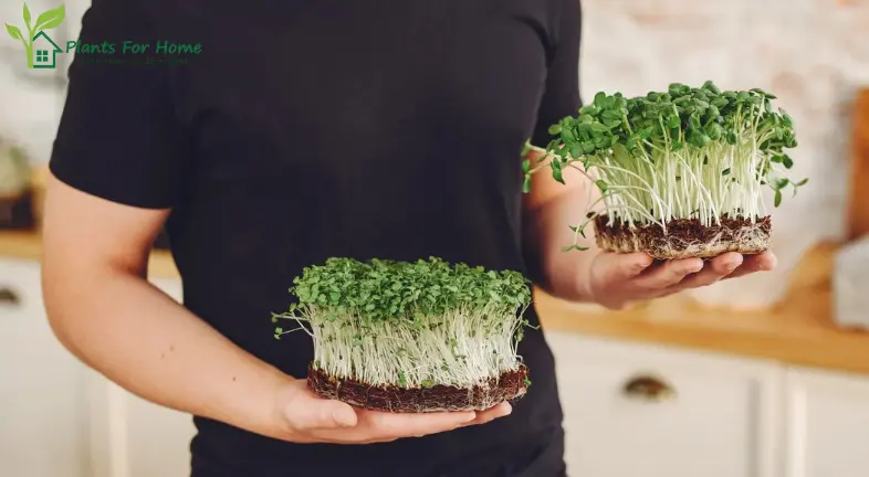 Health Benefits of Eating Microgreens