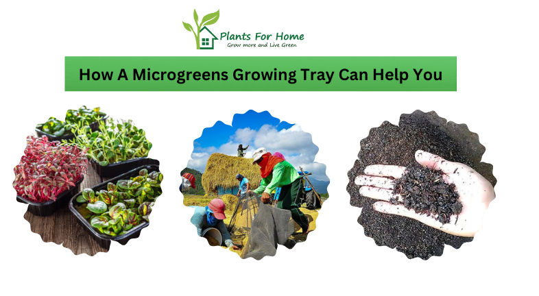 How A Microgreens Growing Tray Can Help You