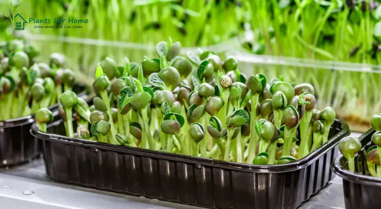 How A Microgreens Growing Tray Can Help You