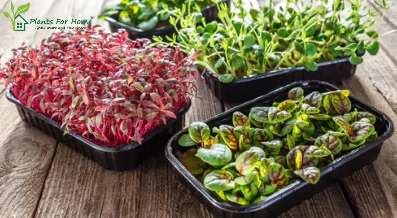 How A Microgreens Growing Tray Helps You