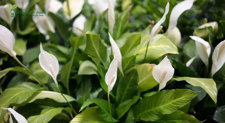 Peace Lily (Spathiphyllum)