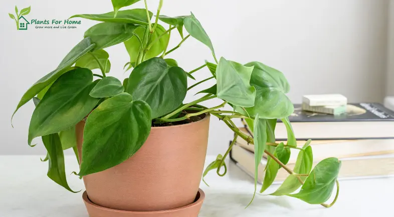 Philodendron