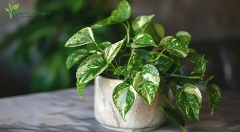 Pothos (Epipremnum aureum)