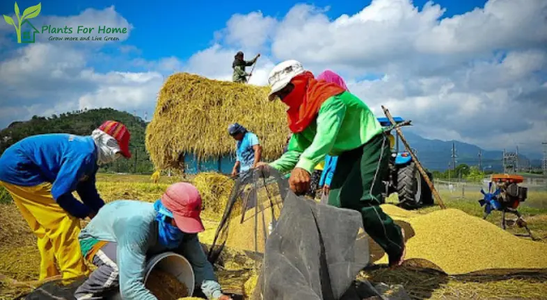 Simplified Harvesting Process