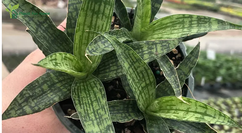 Snake Plant (Sansevieria trifasciata)