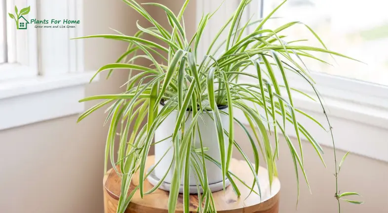 Spider Plant (Chlorophytum comosum)