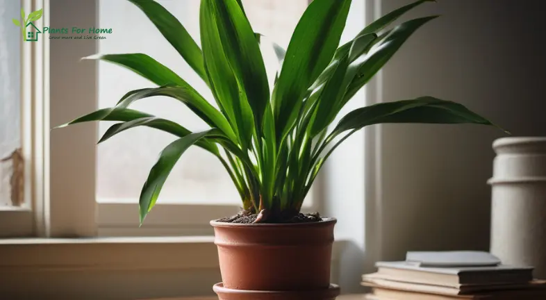 Cast Iron Plant (Aspidistra elatior)