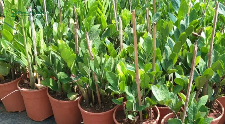 ZZ Plant (Zamioculcas zamiifolia)