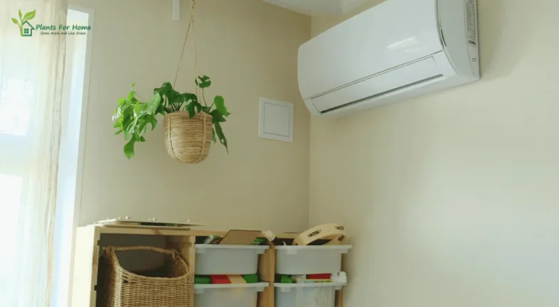 How to Protect Plants from Air Conditioning