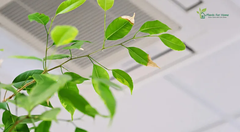 Is Air Conditioning Bad for Plants?