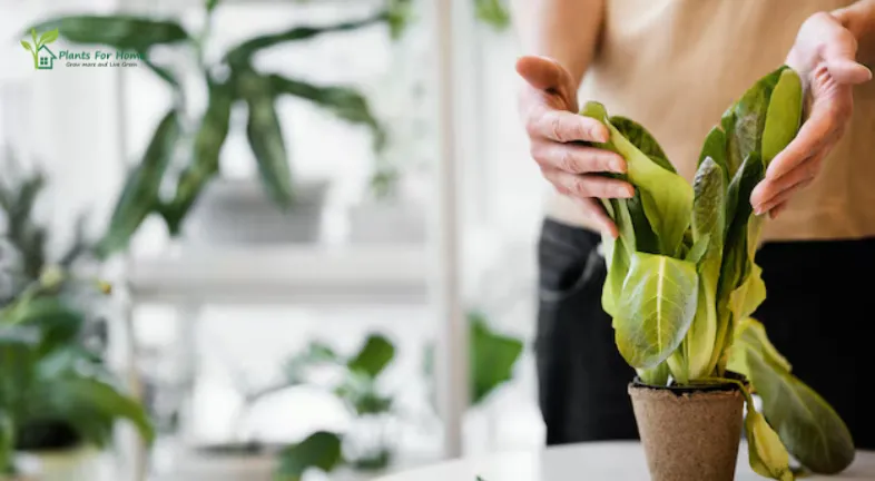 Signs Your Plants Are Struggling