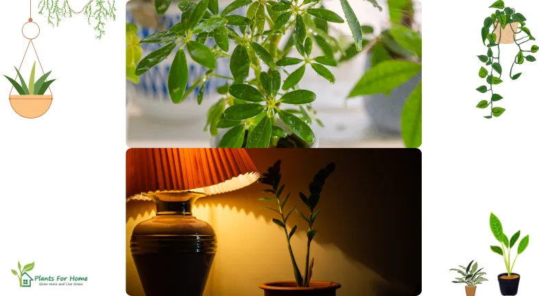 Is Air Conditioning Bad for Indoor Plants?