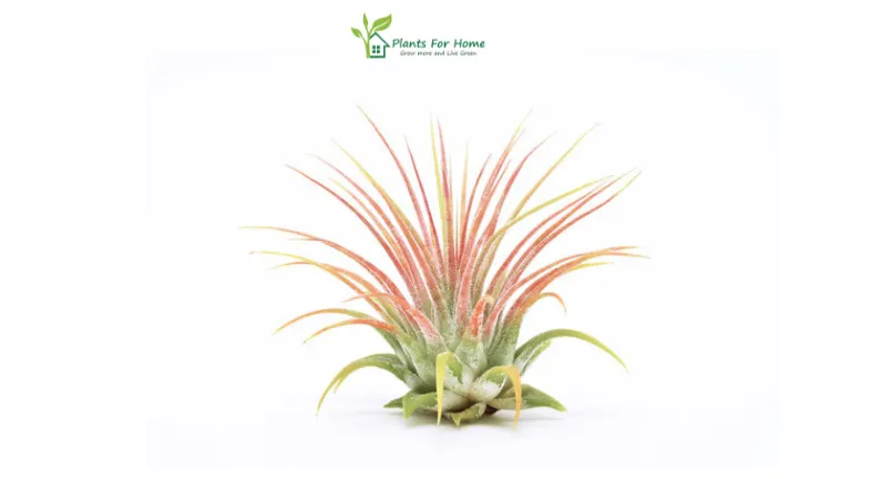Air plants ( Tillandsia)