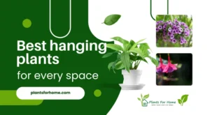Best hanging plants for every space