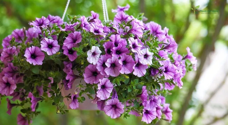 Best hanging plants for every space