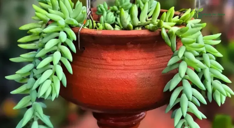 Burro's Tail