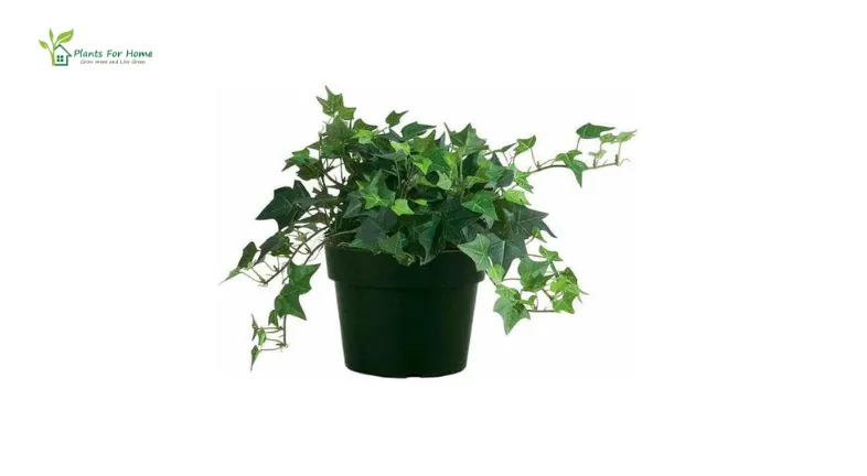 _English Ivy( Hedera helix)-
