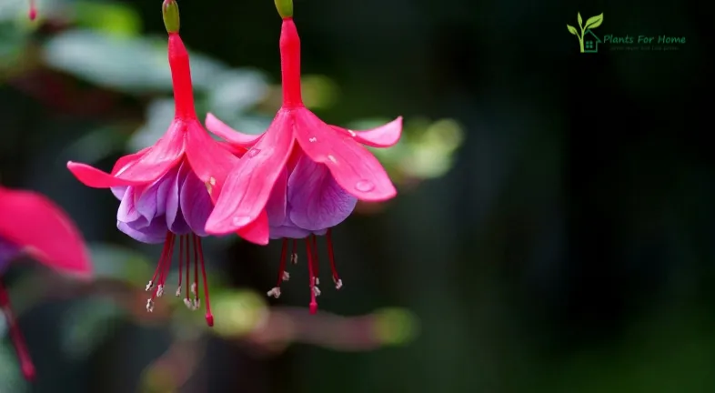 Fuchsia