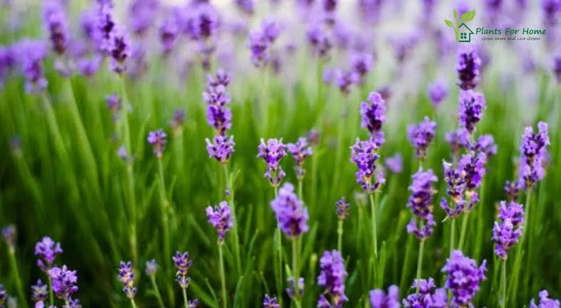 Lavender ( Lavandula )