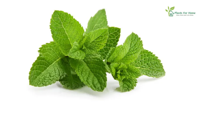 Mint (Mentha)