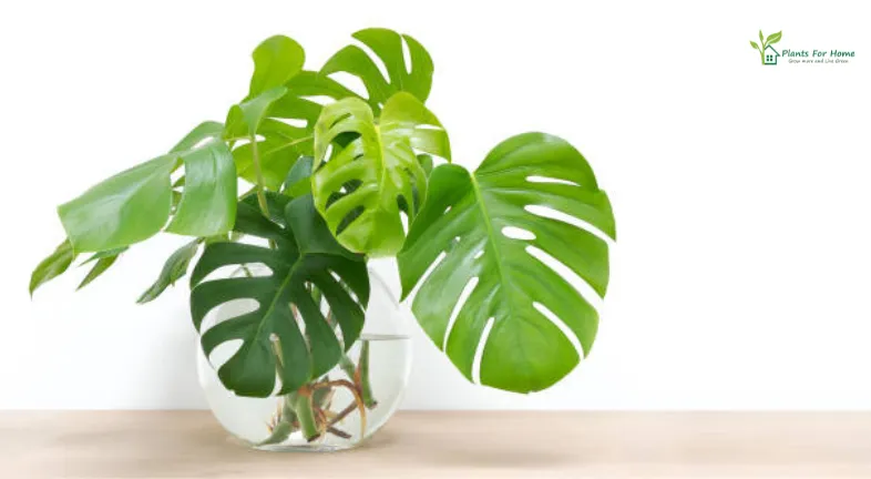 Philodendron