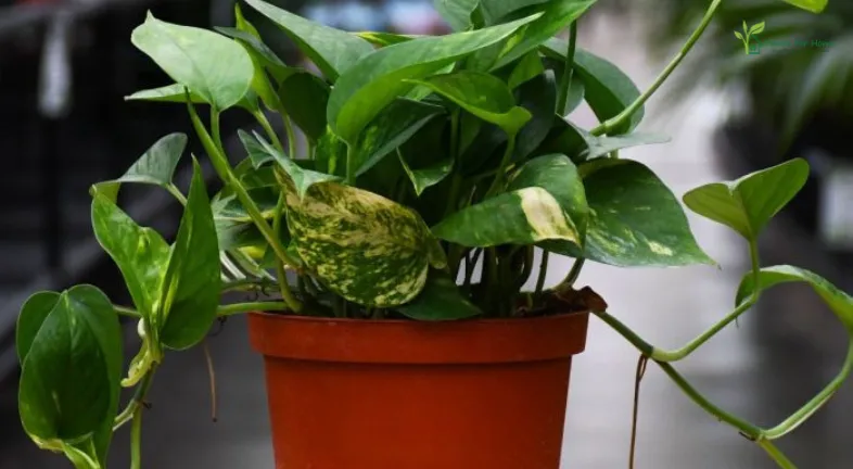 Ponthos( Epipremnum aureum)