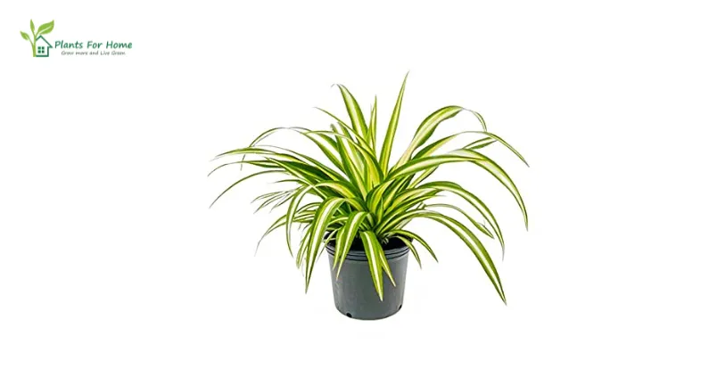 Spider Plant