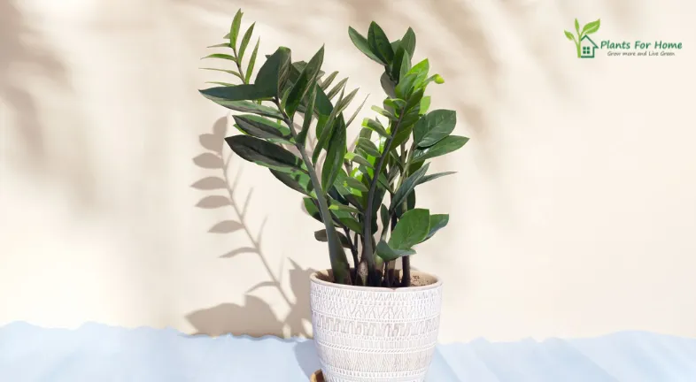 ZZ Plant ( Zamioculcas zamiilfolia) :-