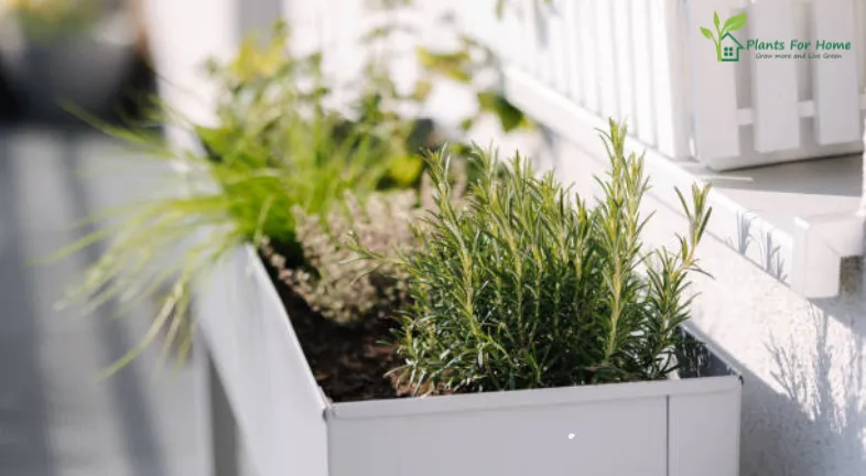 1. Herbs