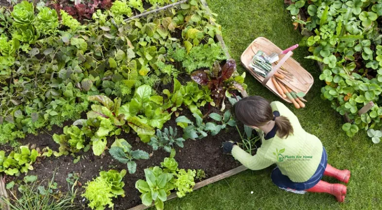 3. Designing Your Edible Landscapes