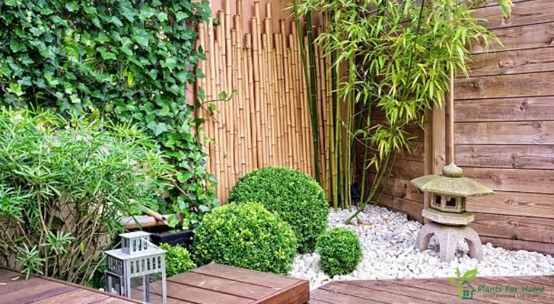 4. Foliage Plants
