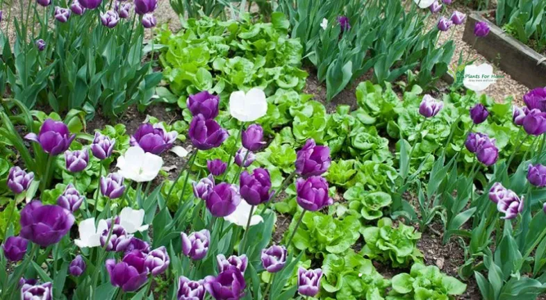 4. Incorporating these Edible Plants into Existing Landscapes