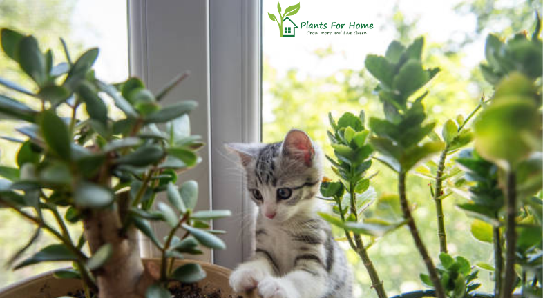 A curious cat sniffing a spider plant (Chlorophytum comosum) on a sunny windowsill.
