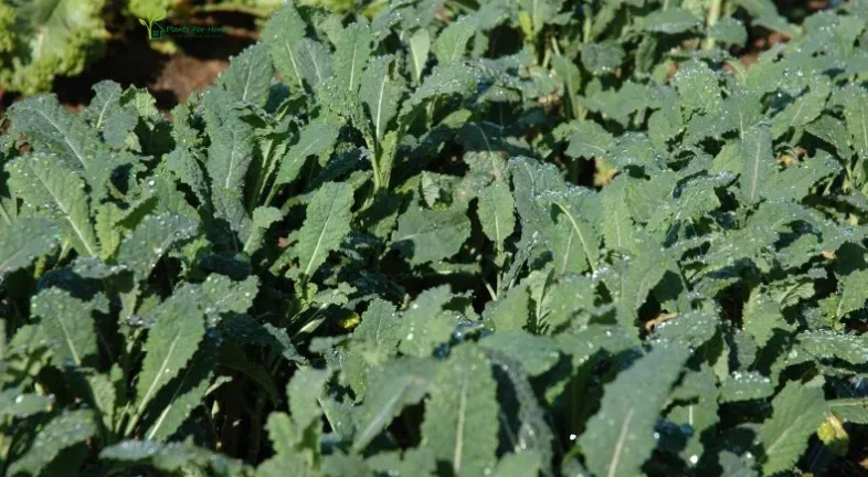 9. Harvesting and Enjoying Produce