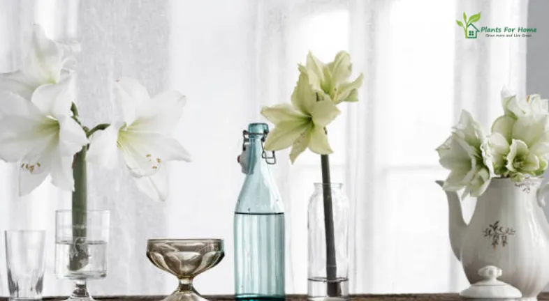 Amaryllis Blooms
