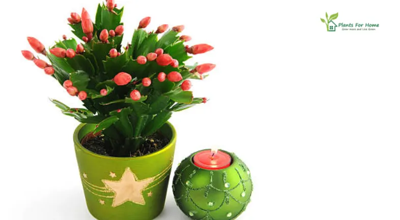 Christmas Cacti
