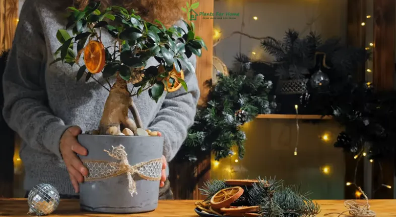 Creating a holiday Plant Corner
