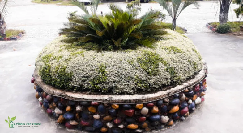 Evergreen Wreaths