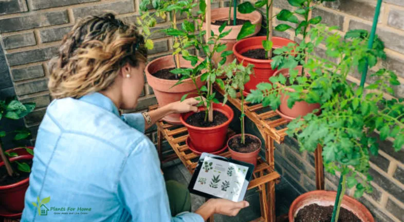Finding Microclimates in Your Garden