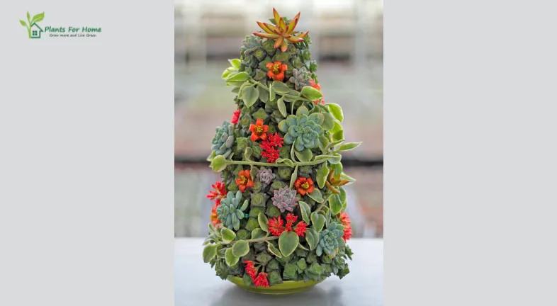 Succulent Holiday Arrangements