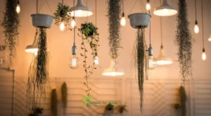 Indoor plants to enhance home decor aesthetic roof