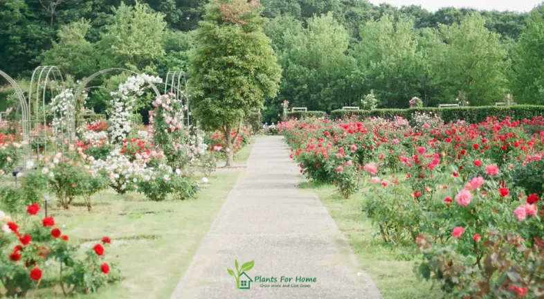 Key Elements of Cottagecore Gardens are as follows