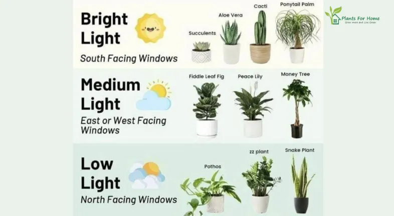 Light intensity