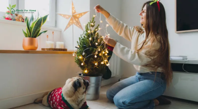 Miniature Christmas Trees