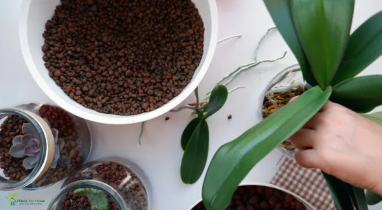 Indoor Gardening